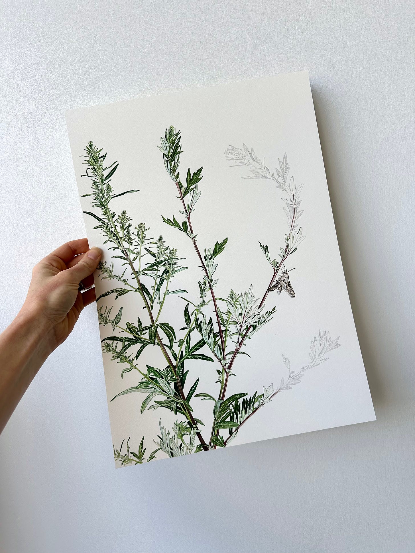 A hand holding up a painting of an almost finished mugwort plant with a little moth perched on one of it's stems. A hand holding up a painting of an almost finished mugwort plant with a little moth perched on one of it's stems.