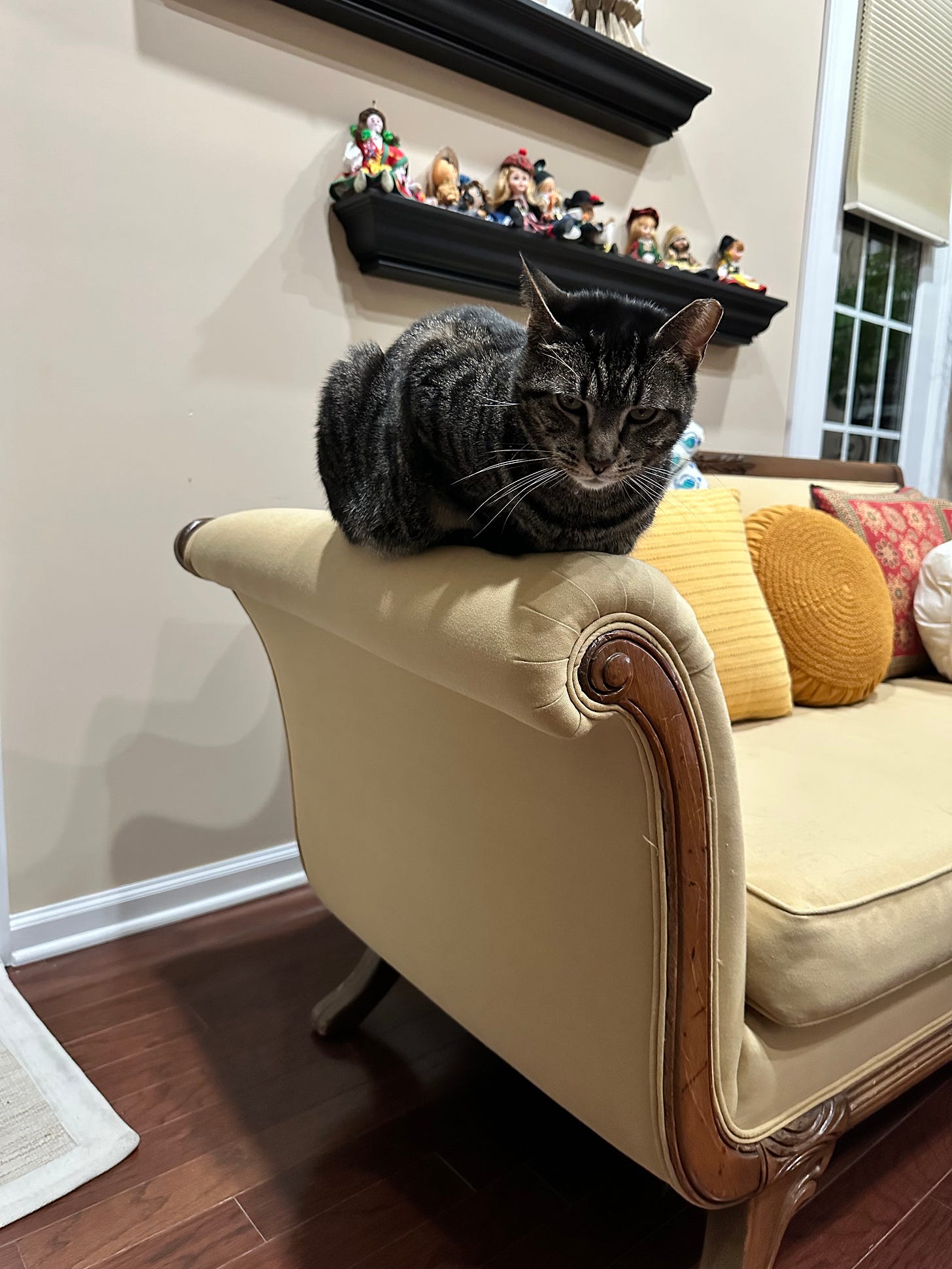 grumpy cat on a couch grumpy cat on a couch