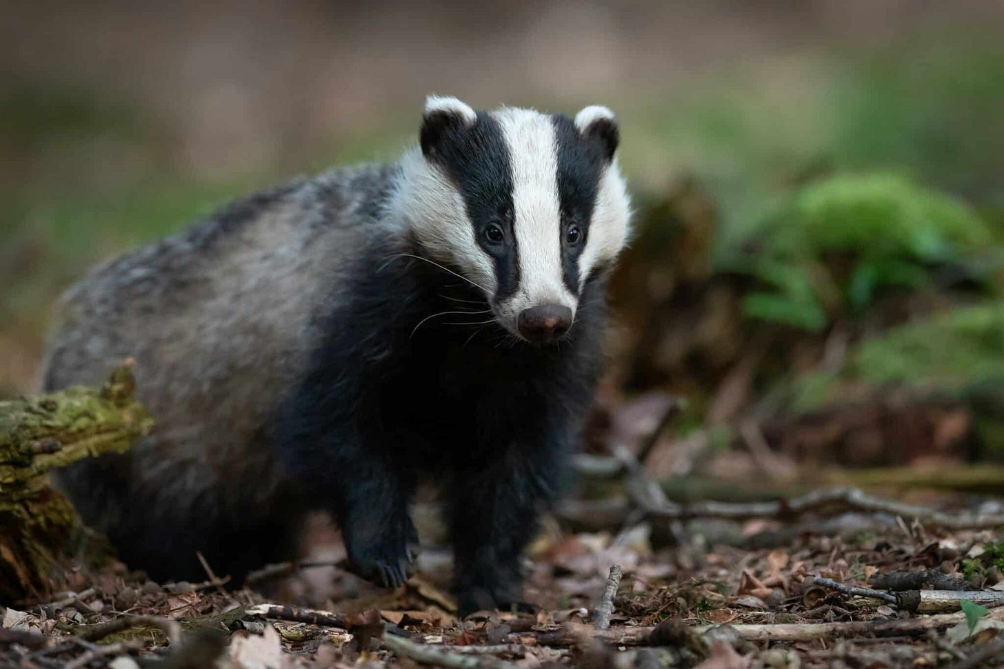Badger in woodland