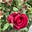 Rose Mastroianni's avatar