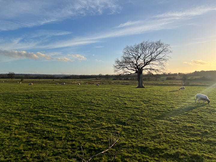 An image of white daffodils, a kite flying in a blue sky, a small snail on concrete, blossom trees, a single tree in a field in shadow from the setting sun, colourful lights shining from the ceiling of the circus, shadows of two people on the sand at the beach.