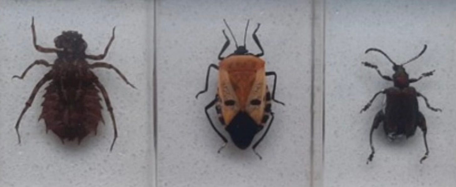 foto van een keververzameling. Je ziet drie verschillende kevers op een rij, in een verzameldoos aan de wand foto van een keververzameling. Je ziet drie verschillende kevers op een rij, in een verzameldoos aan de wand