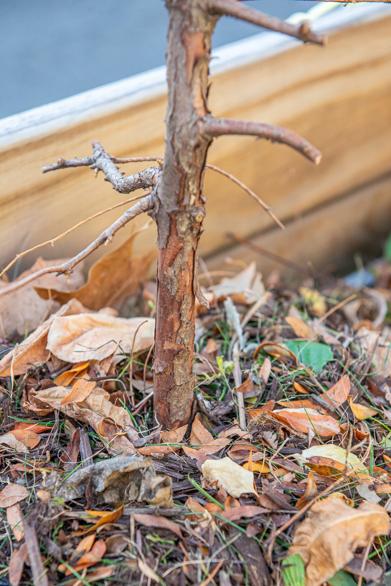 ID: Closeup of dawn redwood bonsai in planter