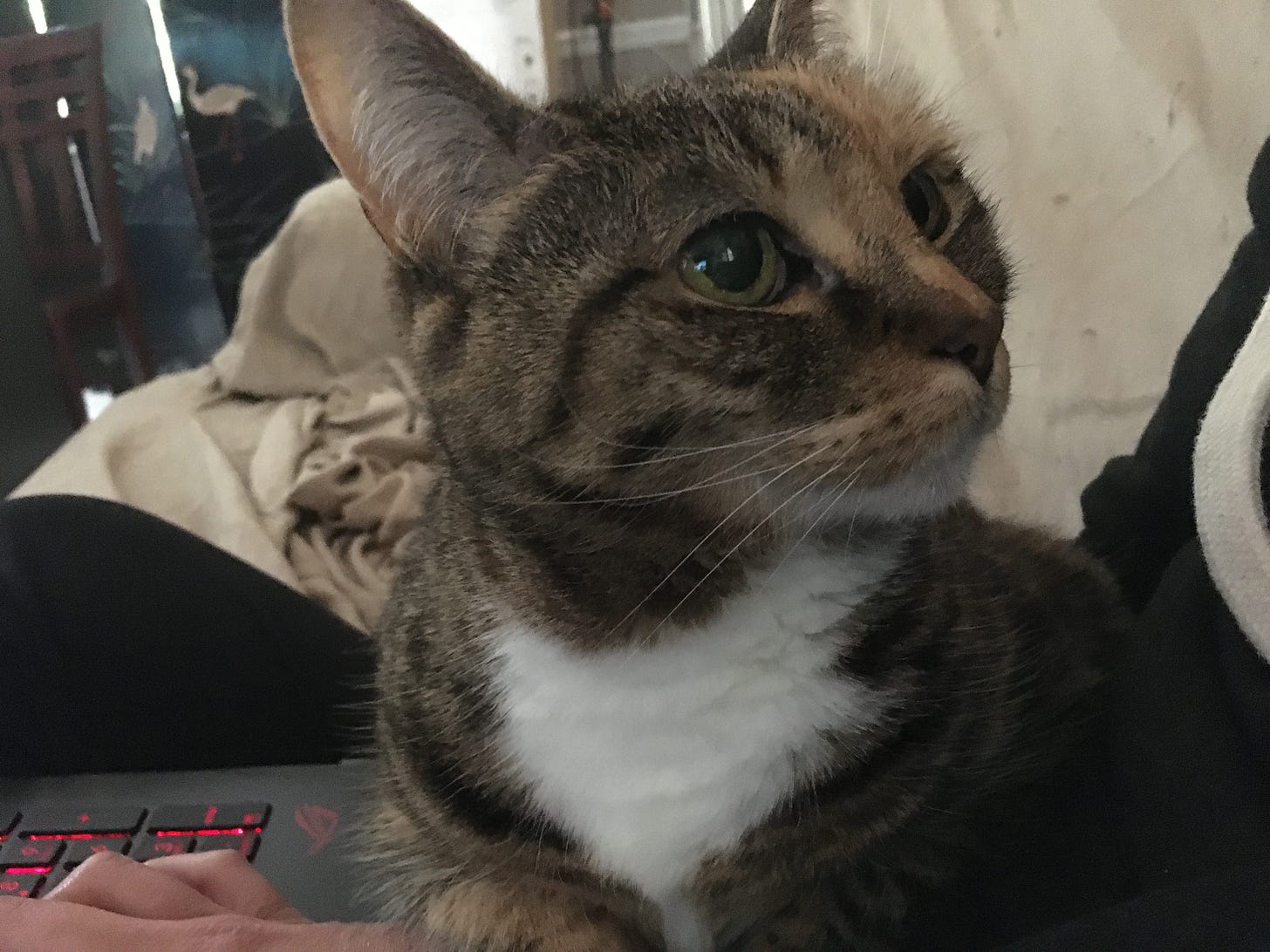 Inara, a tabby with a white chest, looking away in annoyance while lying on my arm