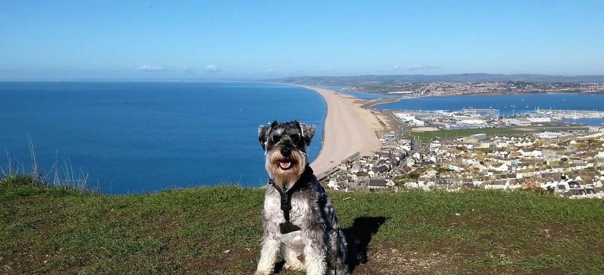 Winter Walks with Your Dog in Dorset - Visit Dorset