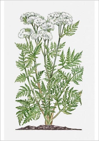 From the Spring Foraging Cookbook: Sweet Cicely and Tansy