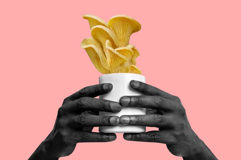 7 Gift Ideas for the Functional Mushrooms Lovers