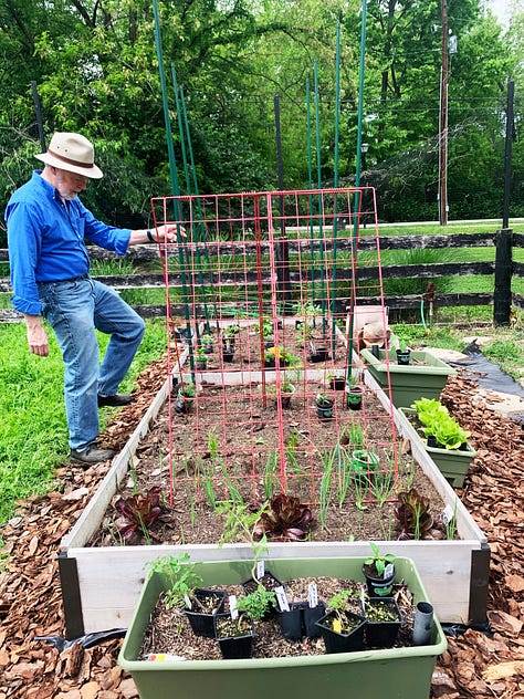 Three photos showing newly mulched raised garden bed, ready to plant; a view of newly emerging onion sets; and Stephen installing tomato supports in a fully planted garden.