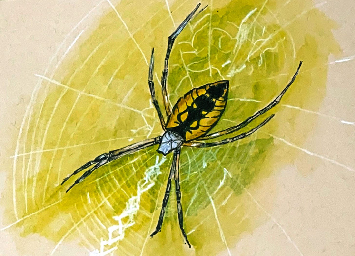 illustration of a garden spider on her web illustration of a garden spider on her web