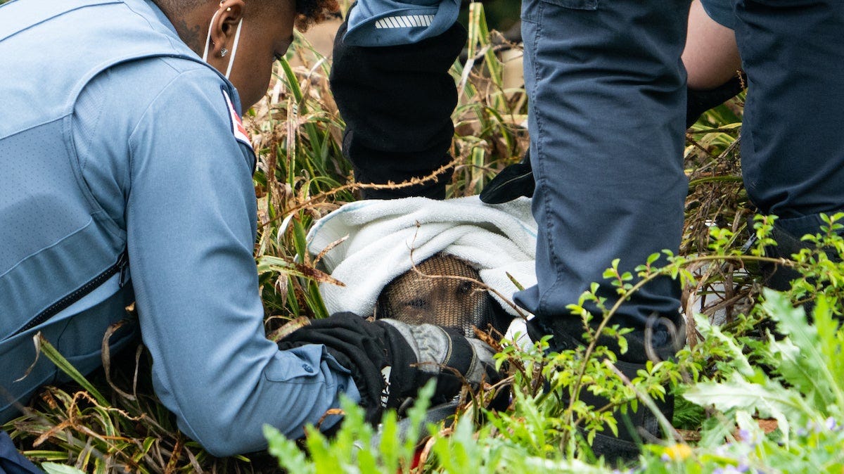 Humane Rescue Alliance officers trapping a fox in Washington D.C. Humane Rescue Alliance officers trapping a fox in Washington D.C.