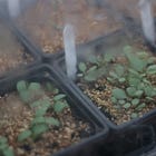 Week 5. Sowing indoors or out 