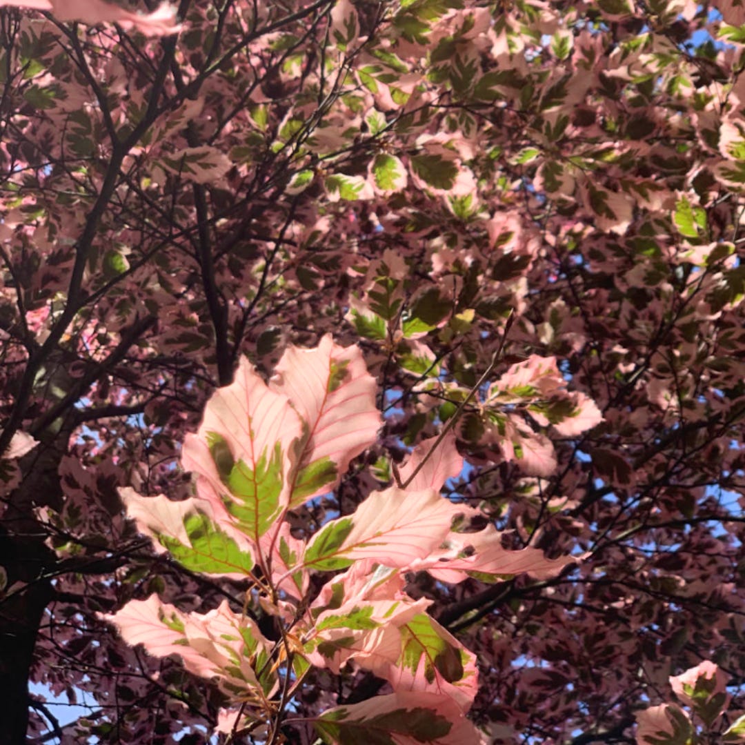 A close up photo of the leaves of a tree...they are a light pink with some green in them and really beautiful. A close up photo of the leaves of a tree...they are a light pink with some green in them and really beautiful.