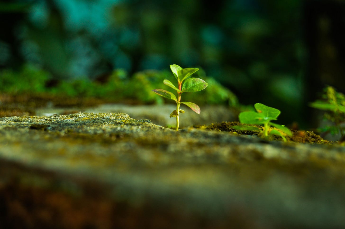 A small green plant seedling growing through a moss-covered stone surface, surrounded by soft-focus greenery and natural light. A small green plant seedling growing through a moss-covered stone surface, surrounded by soft-focus greenery and natural light.