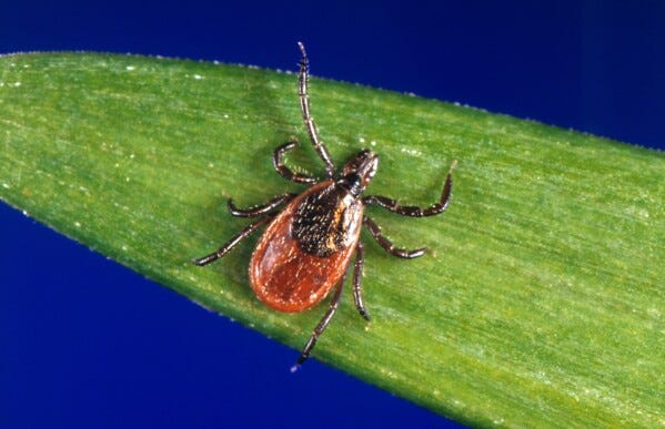 This undated photo provided by the U.S. Centers for Disease Control and Prevention shows a blacklegged tick, also known as a deer tick. (CDC via AP, File)