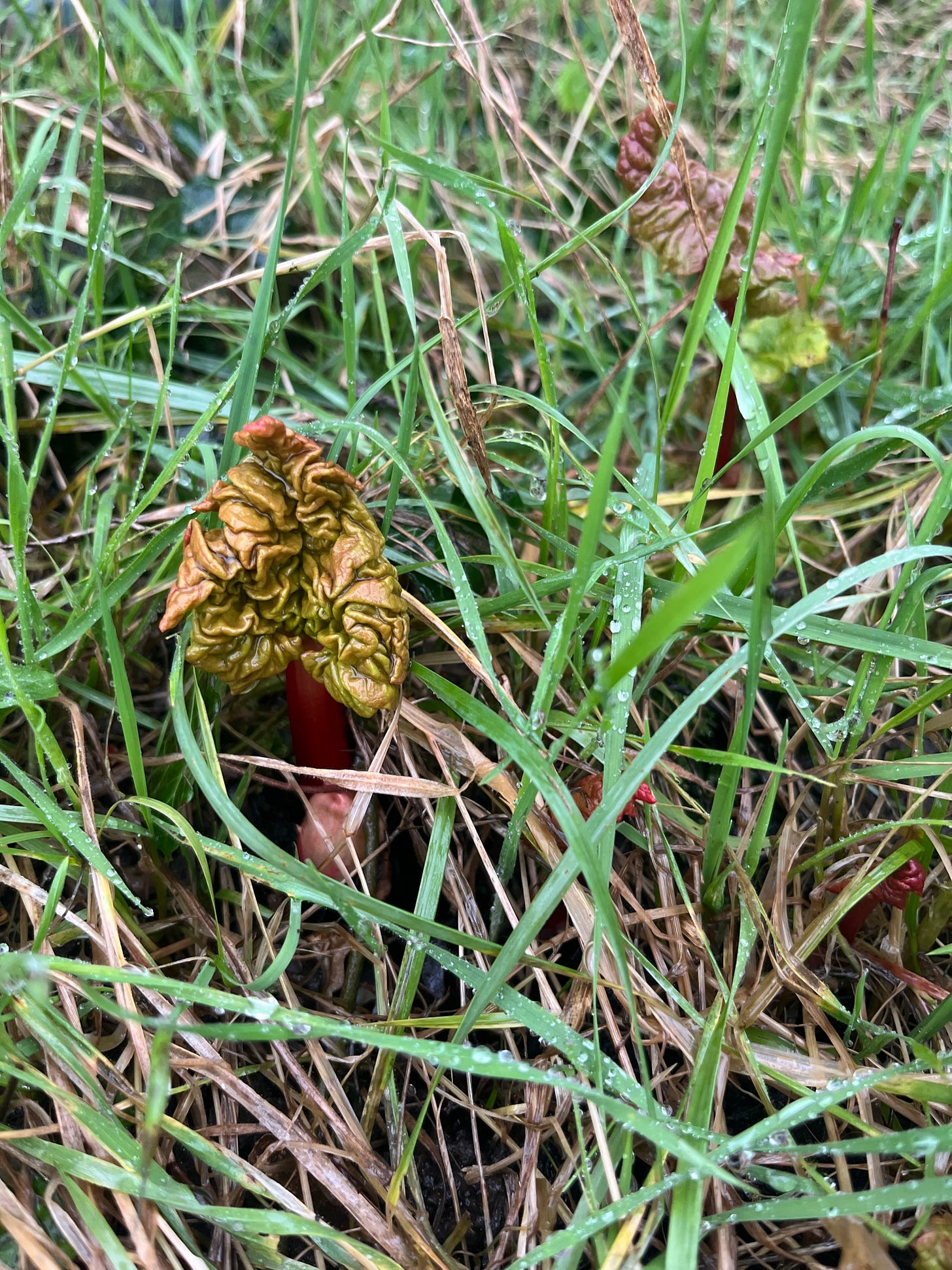 the first stalks of rhubarb showing themselves bright pink against the grass and the weeds