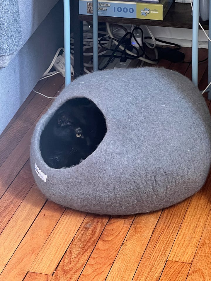A montage of Silly photos, featuring her sleeping in her favorite bed, on a knitted blanket, in a sun beam on the carpet, and in her felt den.