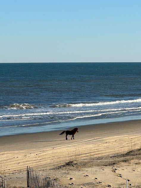 Shells, horses, and sunrises on the beach in Carova NC