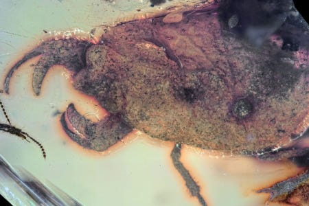 La même punaise figée dans son ambre et vue de profil La même punaise figée dans son ambre et vue de profil
