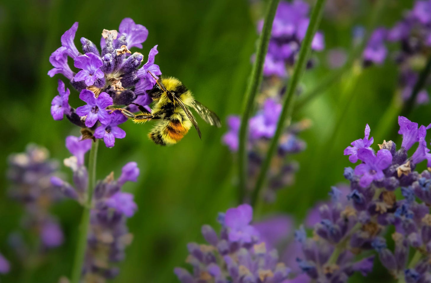 Photo by: Jenna Lee, Unsplash Photo by: Jenna Lee, Unsplash