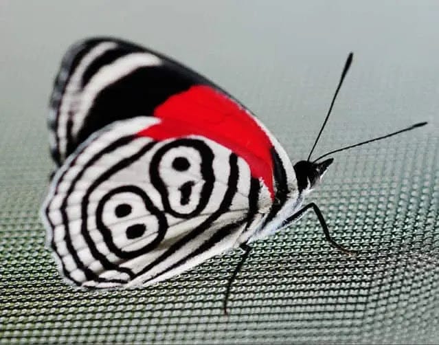 Borboleta 88: Uma Espécie em Risco de Extinção e a Importância de sua Conservação