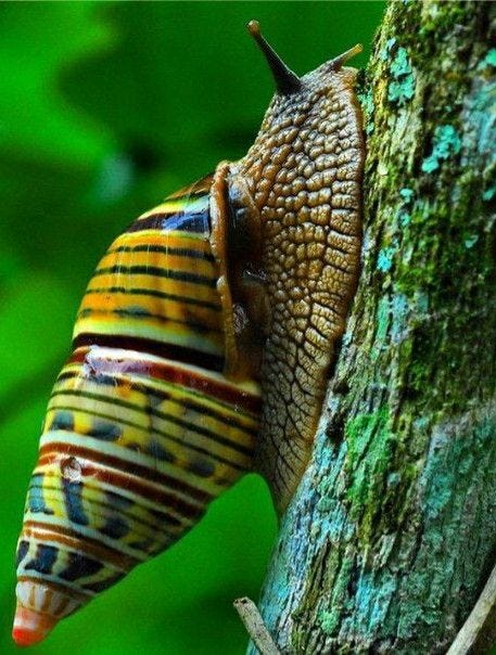 a group of different snails with colorful striped shells