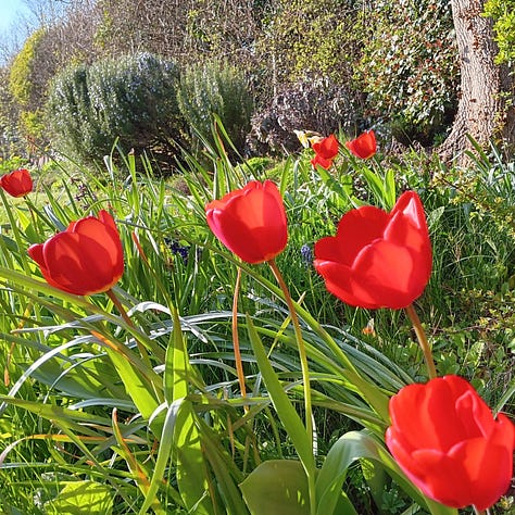 Bright red tulips, a pile of mole hill earth on paving slabs, buds of apple blossom about to burst into flower.