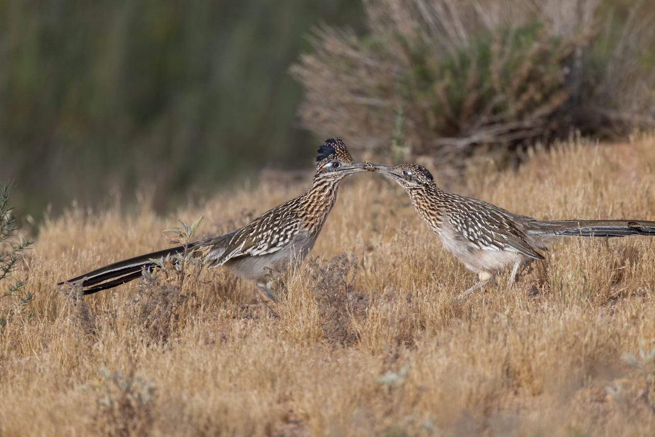 Greater Roadrunner male feeding female.jpeg