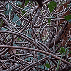 Not So Fast. Tabs, Fri., May 15, 2026