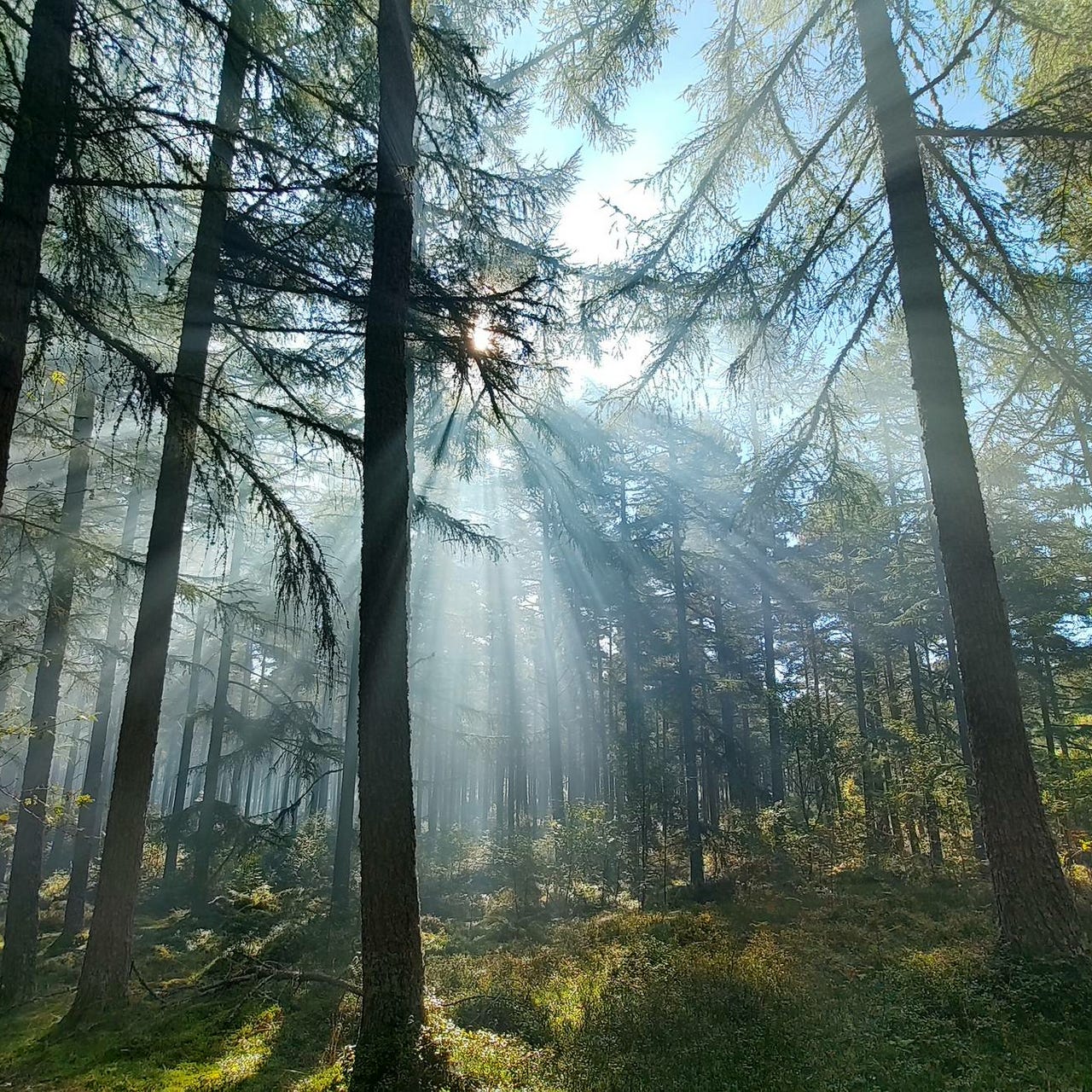 Scribbles and Sketches