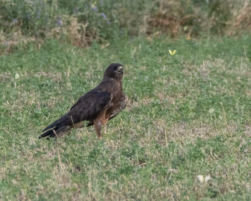 20250801-Manville-693-Edit.jpg 20250801-Manville-693-Edit.jpg