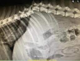 Management of spinal fractures in small animals: Surgical repair with  K-Wires, screws and polymethylmethacrylate bone cement