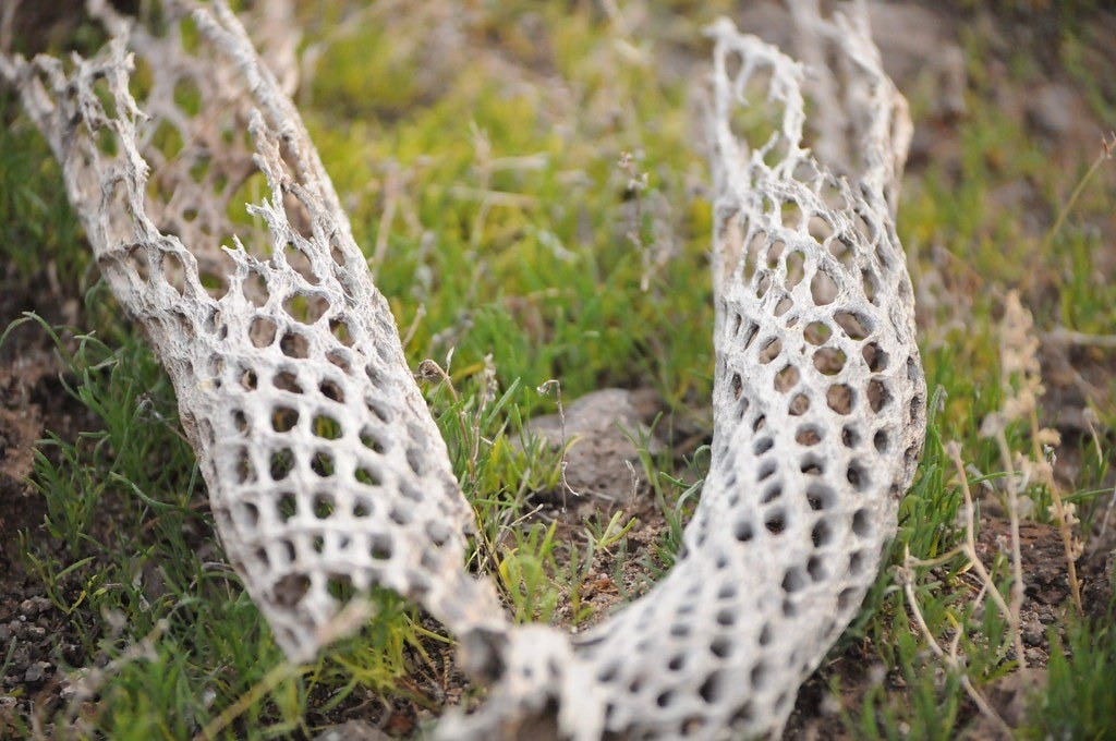 Cholla Skeleton | Andy Blackledge | Flickr