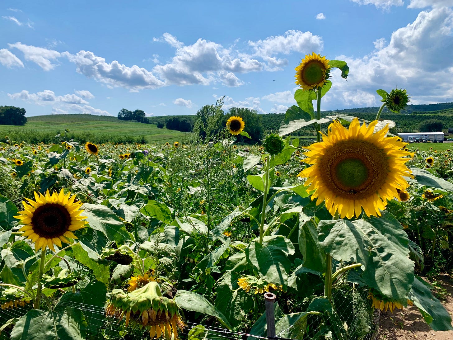 A field of sunflowers under a blue sky