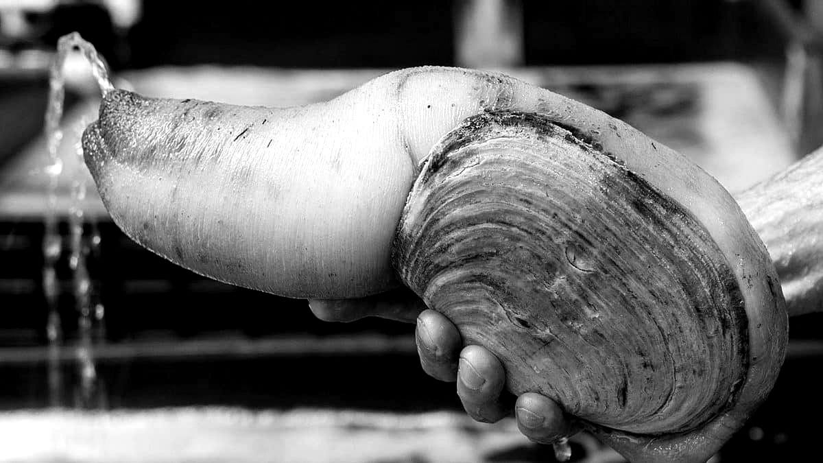 Image: Geoduck Image: Geoduck