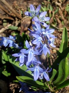 holy hours scilla