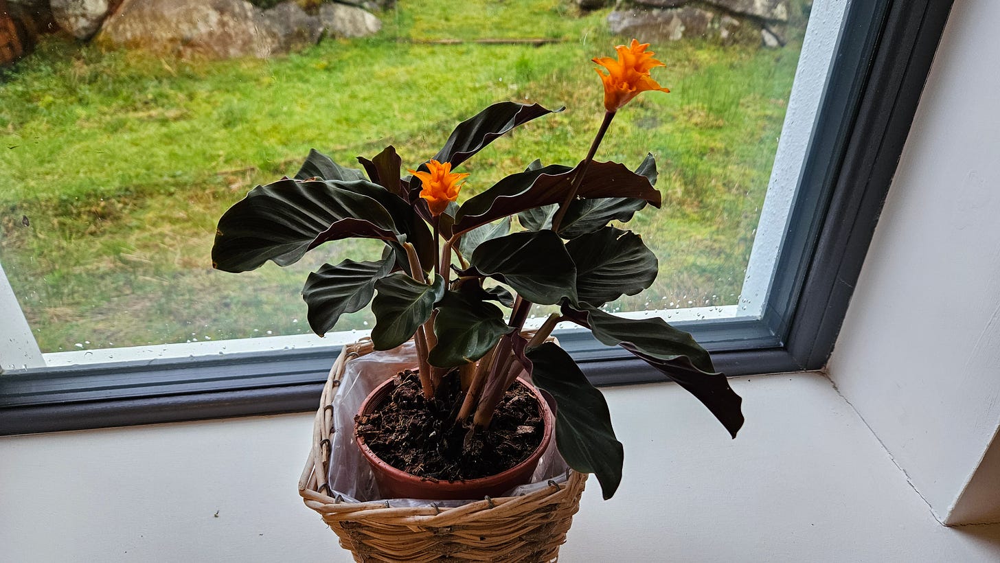 Photo of a calathea crocata plant taken by Clarice Dankers