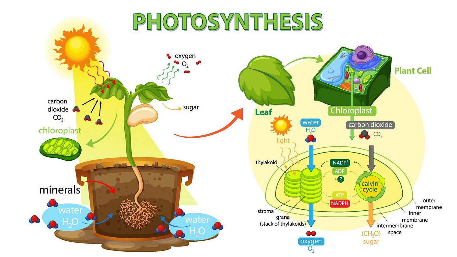 Diagram showing process of photosynthesis in plant 3568234 Vector Art at  Vecteezy