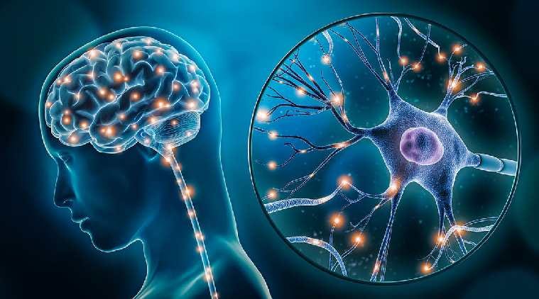 Neuroplasticity: How Your Brain Can Change and Adapt