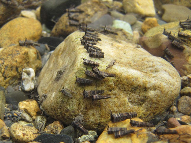 Brachycentrus americanus (Trichoptera) of Gunnison County, Colorado