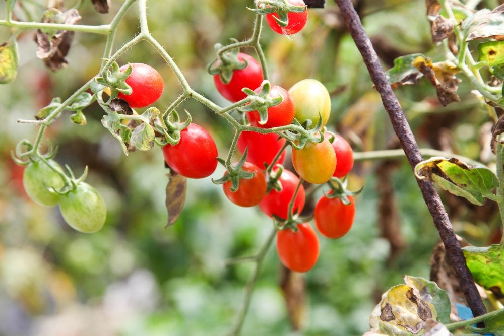 What can be grown in the high-salt soil of Tainan's Yanshui County? Trial planting of cherry tomatoes has yielded fruitful results.