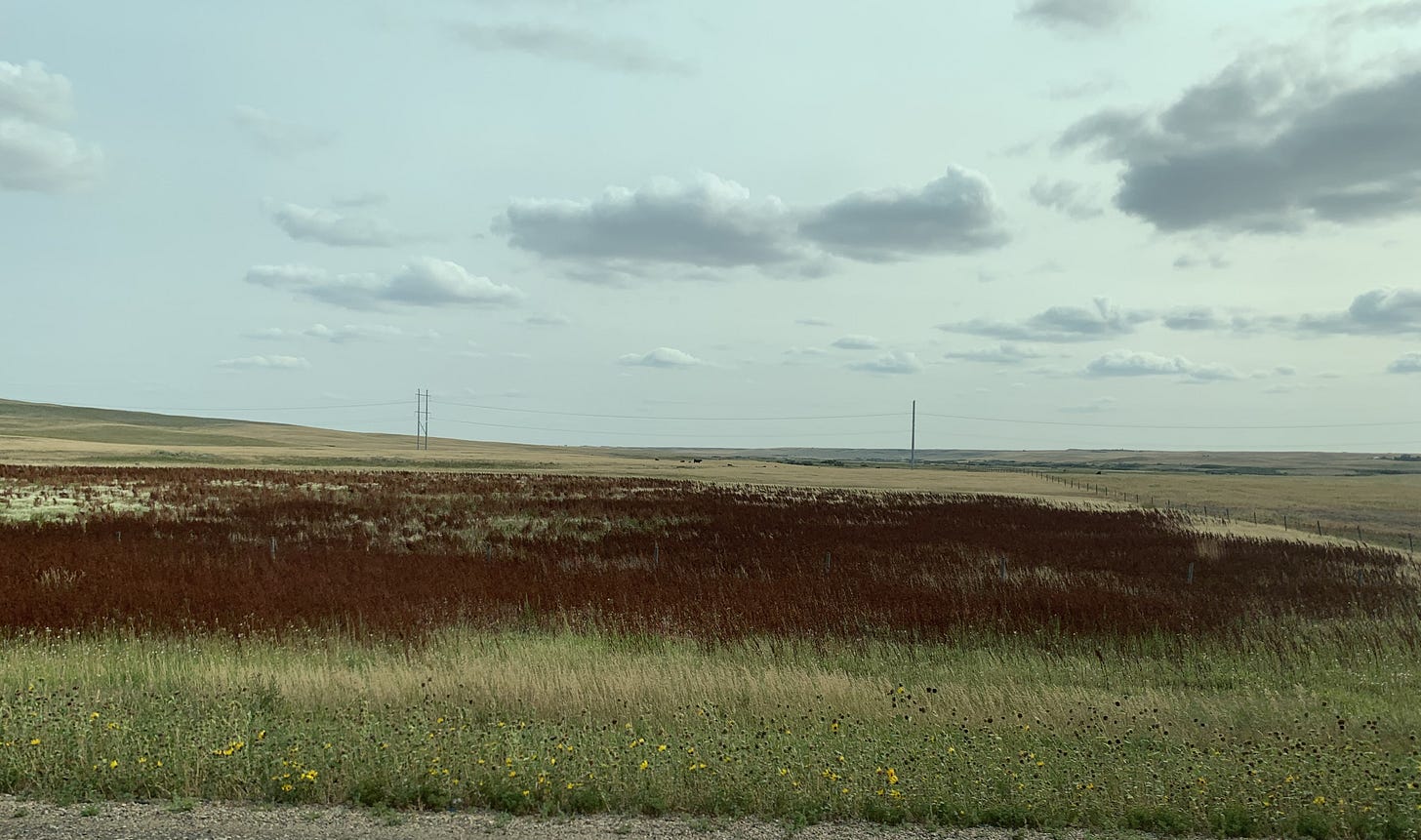 A view across a field in Saskatchewan, showing grasses and a patch of red samphire.