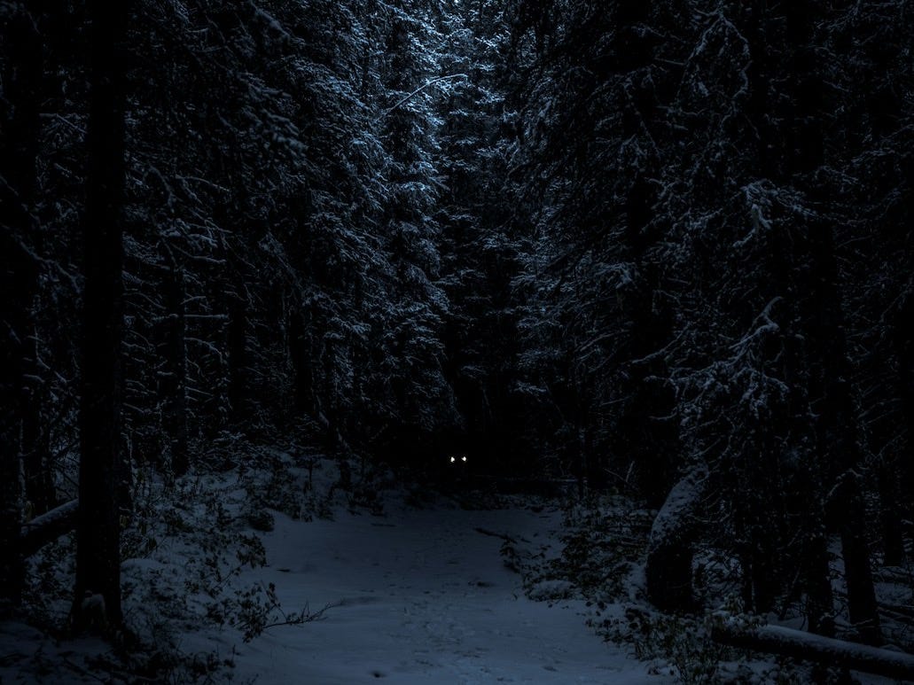 landscape photography of forest