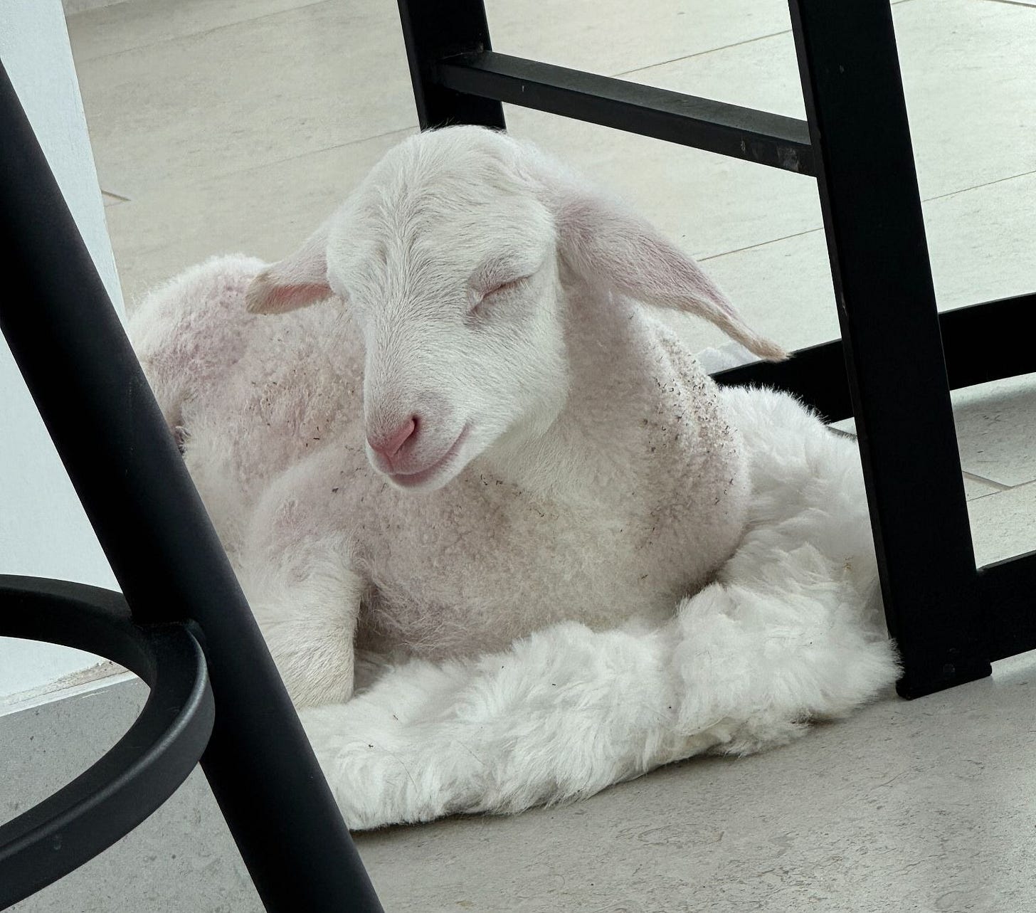 Woolley sound asleep