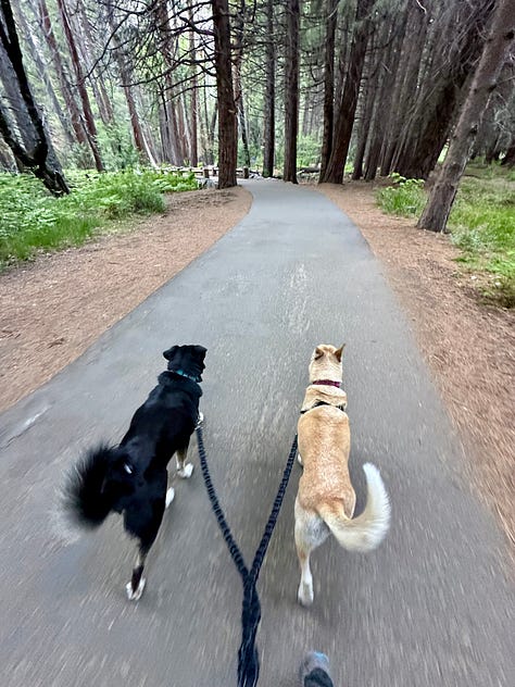 Yosemite Valley, Half Dome, El Capitan, Vernal and Nevada Falls, Bridal Veil Falls, campground with Liz and dogs