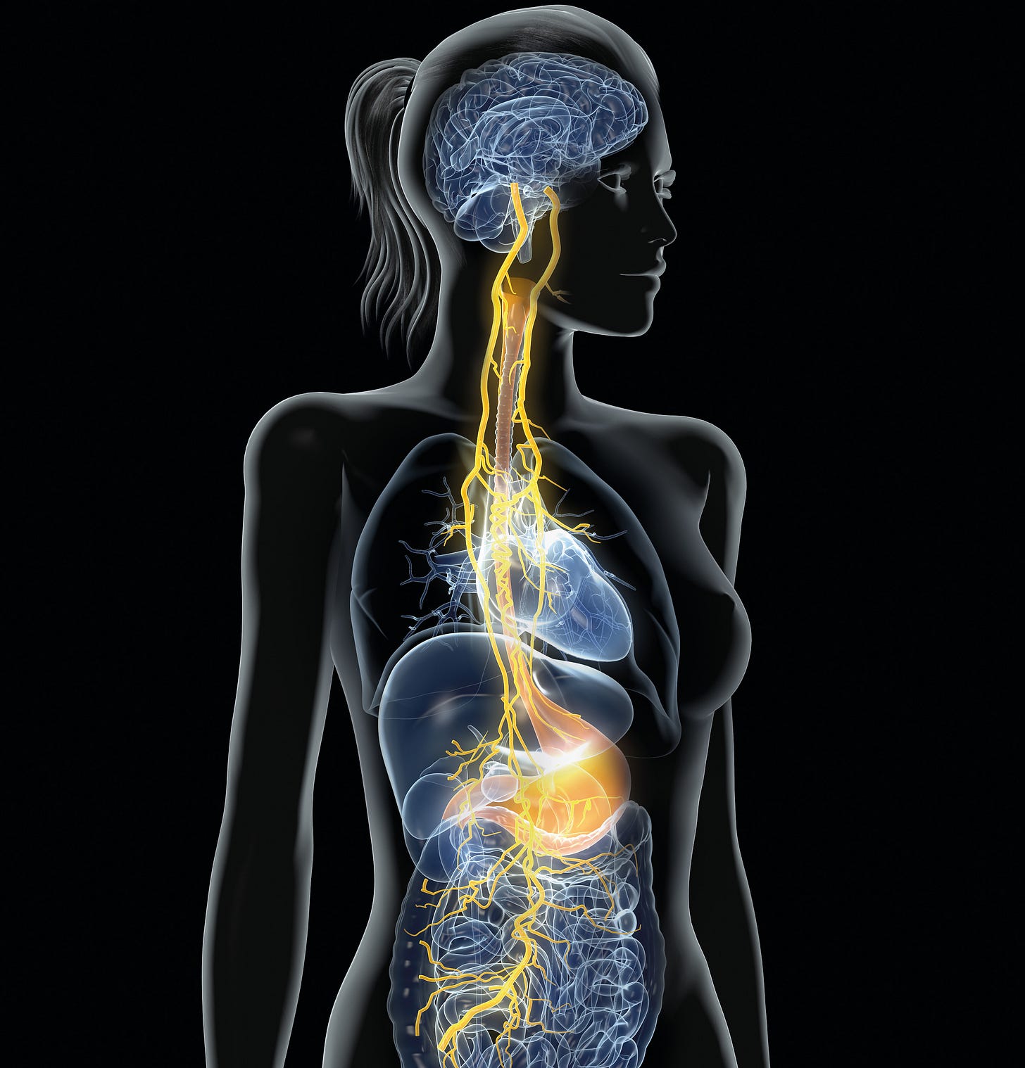 The connection between our vagus nerve and our central nervous system ...