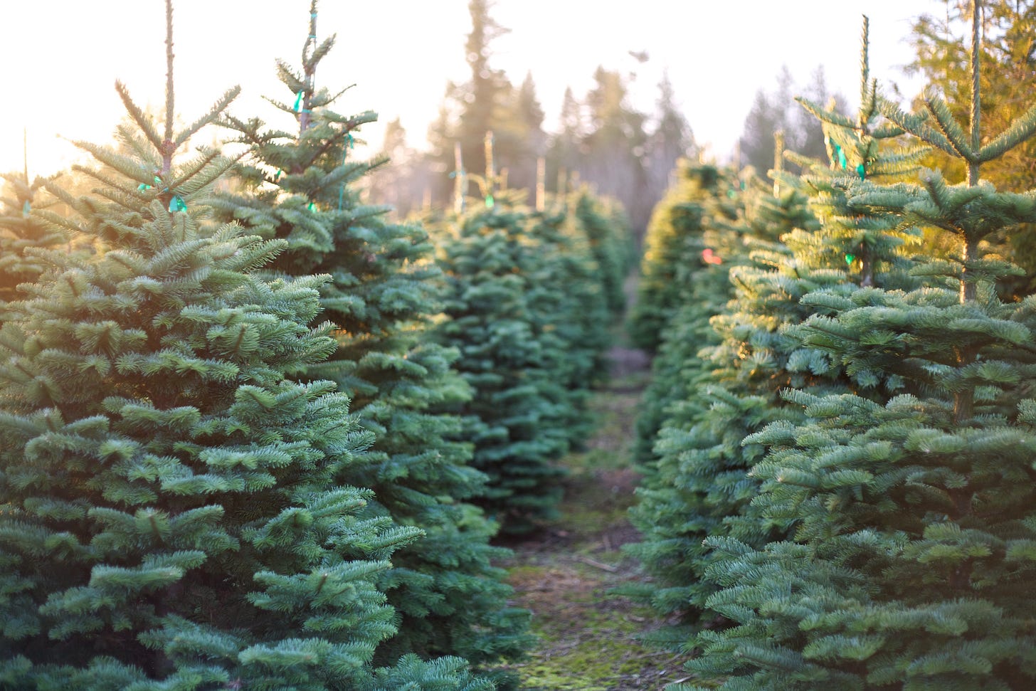 A Guide For Real Christmas Trees - Texas A&M Today