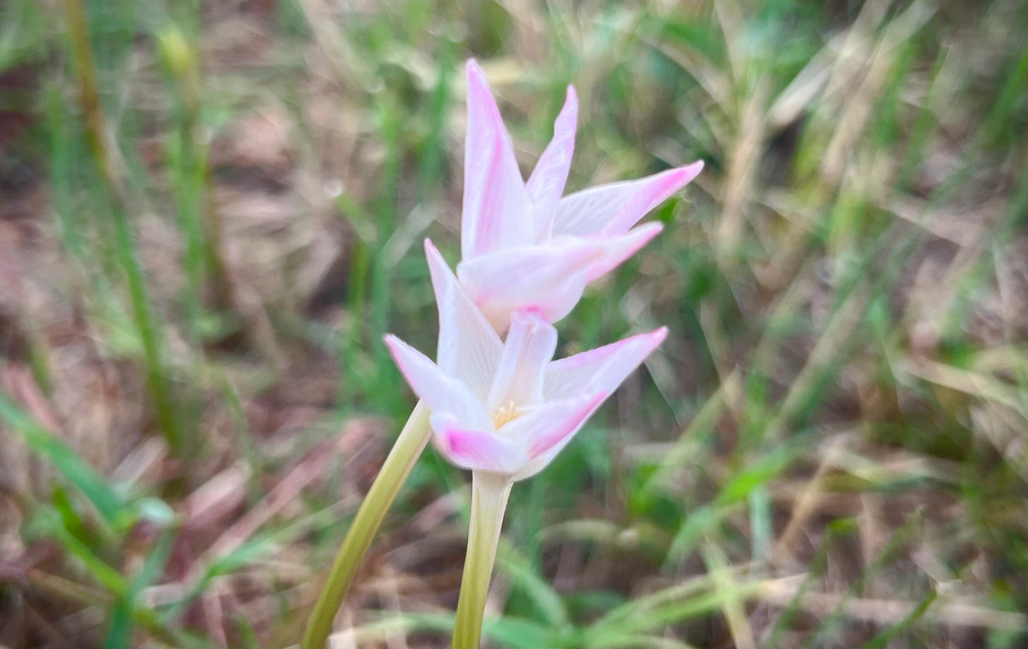 Pink blossoms of rain lilies