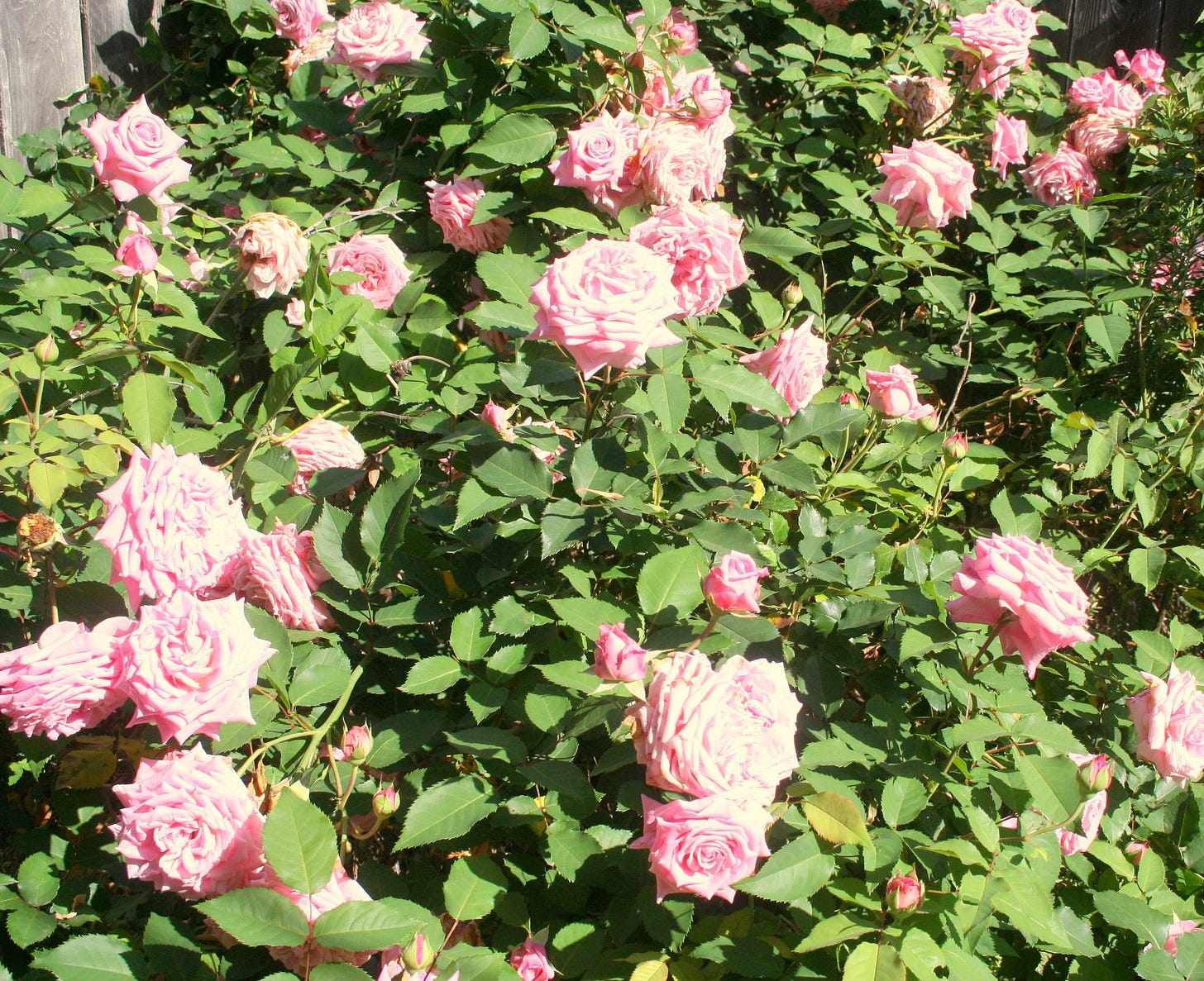 No photo description available.