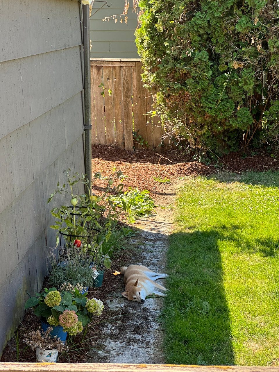 A Shiba Inu lying down between grass and a bunch of container plants, in a backyard A Shiba Inu lying down between grass and a bunch of container plants, in a backyard