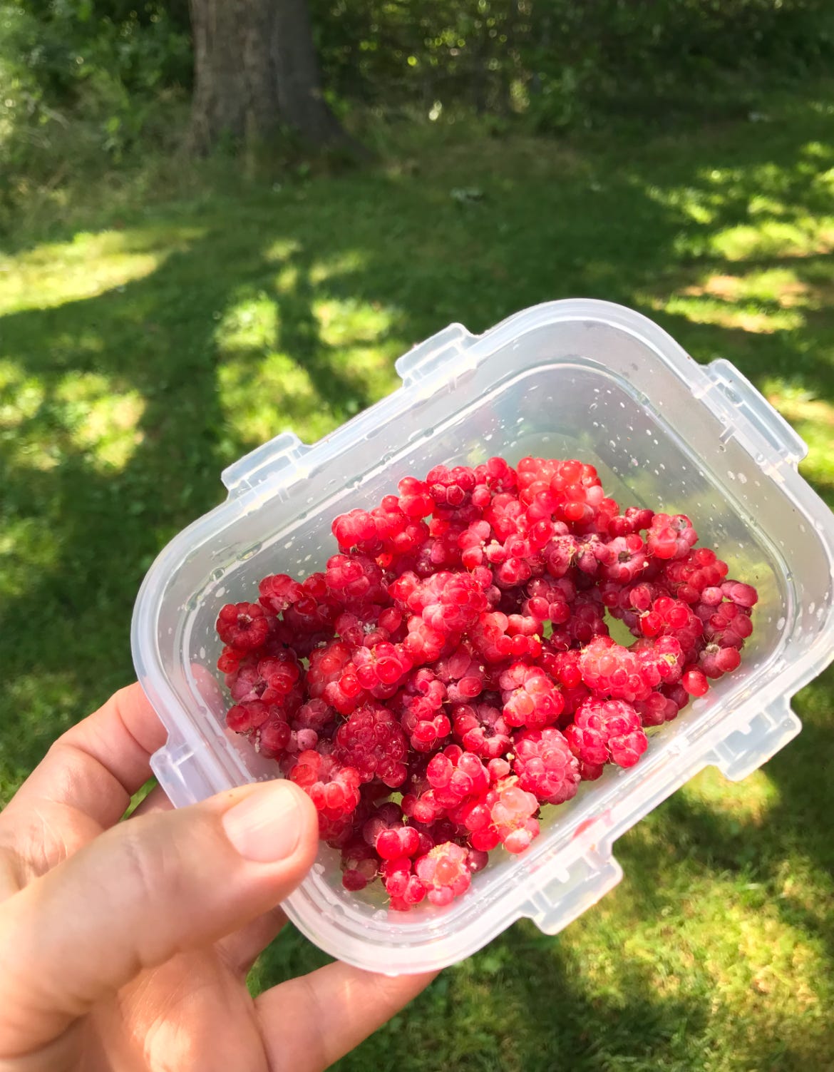 Erin holds a small tupperware container filled with wild raspberries, freshly picked from the park